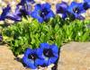 Show product details for Gentiana acaulis Stumpy